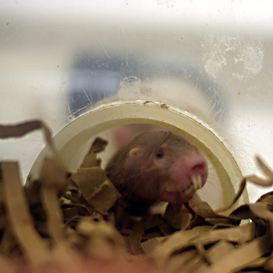 Naked mole-rat in a clear plastic enclosure with shredded paper