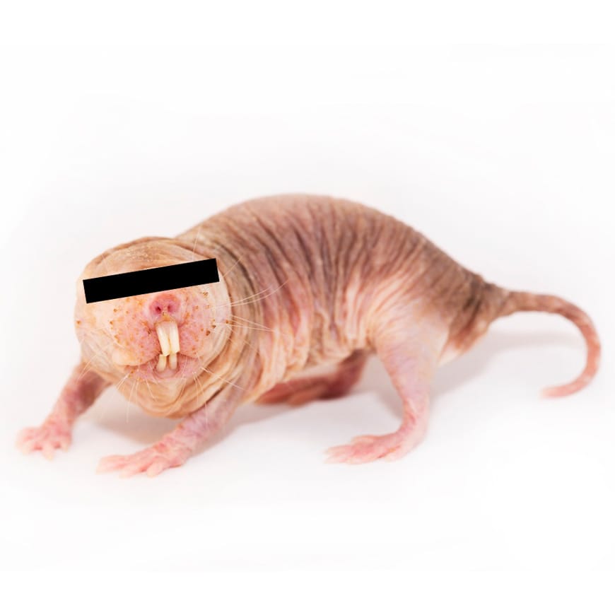 Naked mole-rat on a white background, with redacted eyes