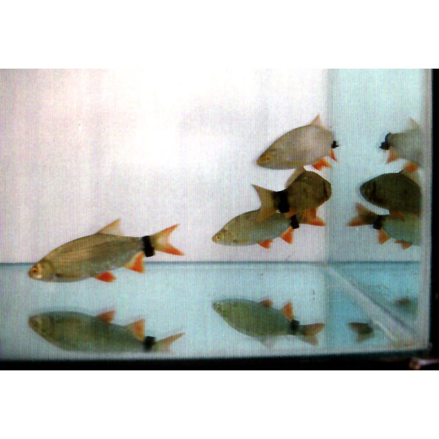 Four fish swimming in a tank