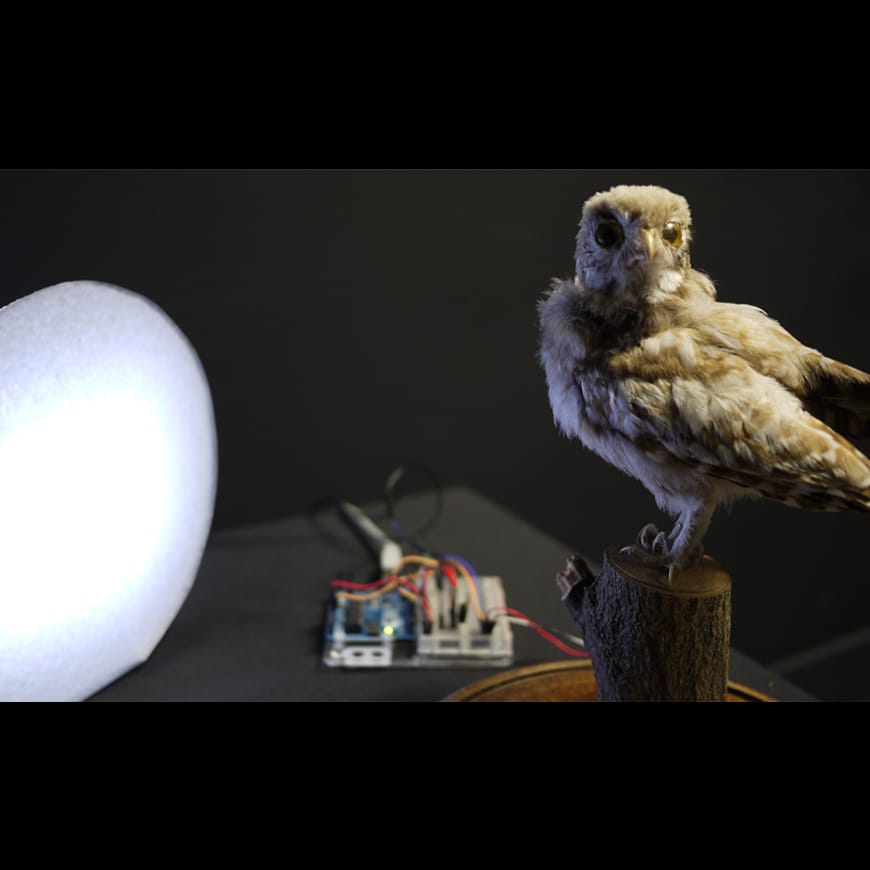 Taxidermy bird on stand looks at camera, alongside SAD light and electronics 